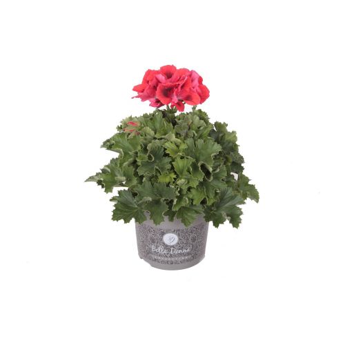 Pelargonium Gran. - Franse Geranium p12 Rood