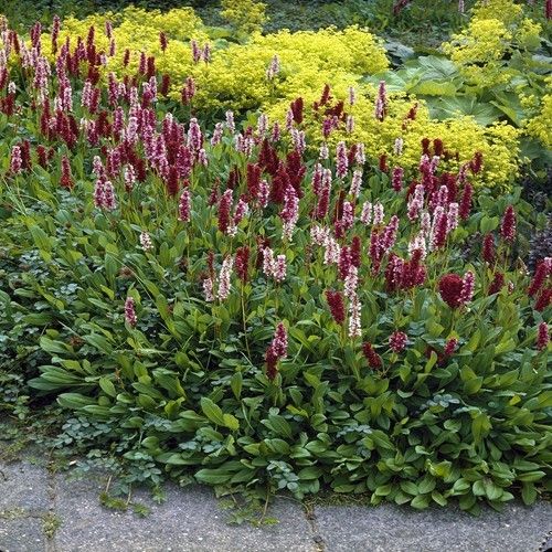 Persicaria aff. Darjeeling Red P9