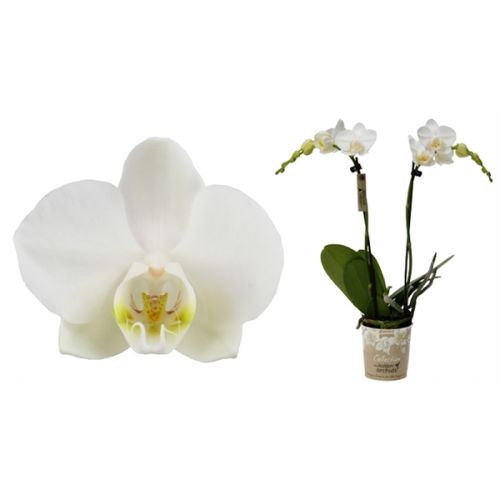 Phal 2 tak Kolibri Amabilis