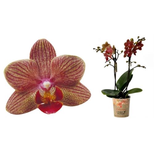 Phal 2 tak Kolibri Jordan