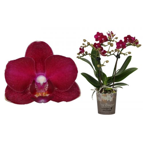 Phal 2 tak Kolibri Tiny Bouquet Ora