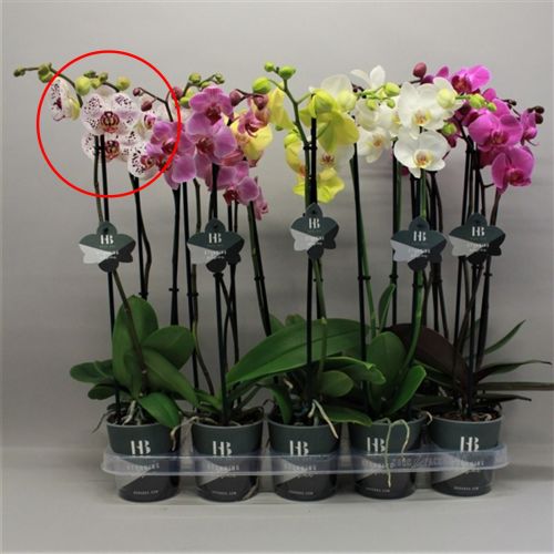 Phalaenopsis 3-tak Wit/Rose Gevlekt
