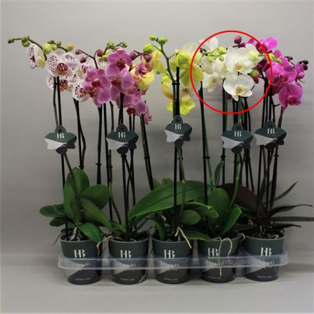 Phalaenopsis-3tak wit