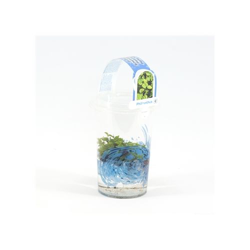 Phillanthus fusstans Beker medium - afbeelding 2