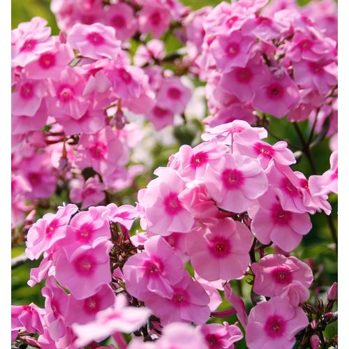 Phlox (P) Flame Pink P9