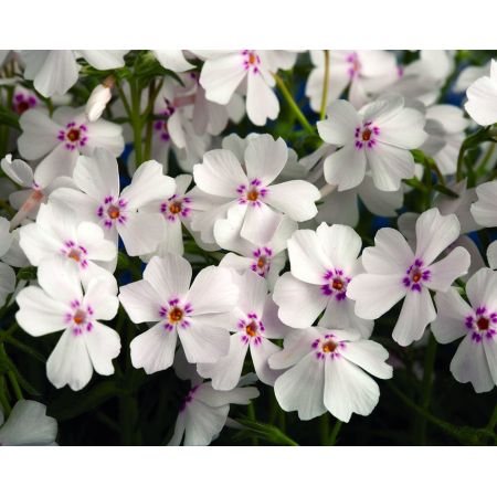 Phlox subulata Amazing Grace P9