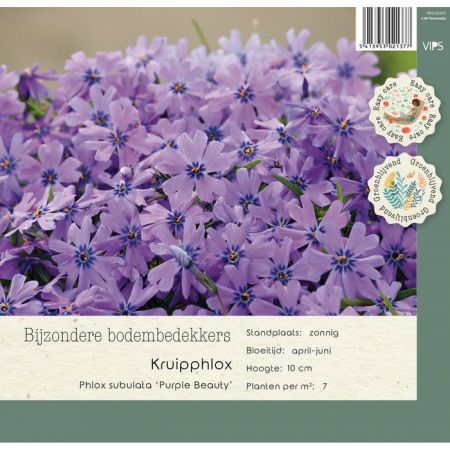 Phlox subulata Purple Beauty p9