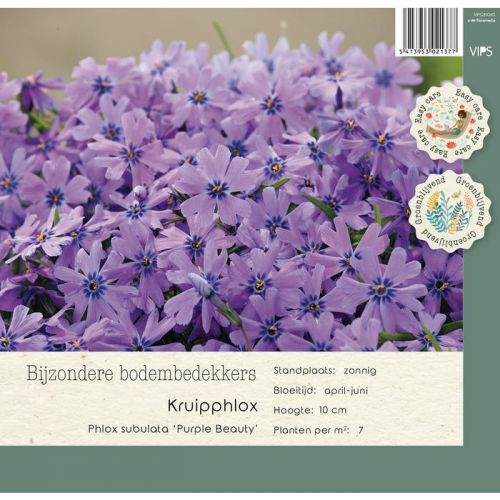 Phlox subulata Purple Beauty p9