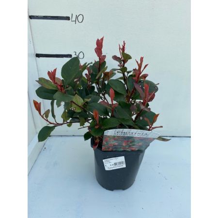 Photinia fraseri 'Little Red Robin'