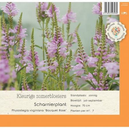 Physostegia virg. Bouquet Rose p9