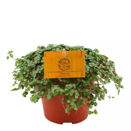 Pilea glauca p10.5