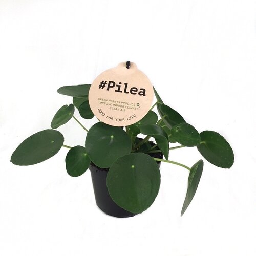 Pilea peperomioides 'Pannekoekplant'