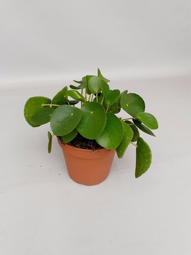 Pilea peperomioides 'Pannekoekplant' P15