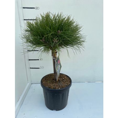 Pinus nigra 'Brepo'