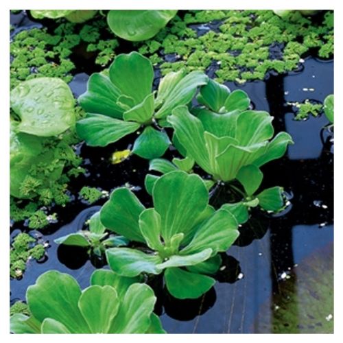 Pistia stratiotes Beker medium - afbeelding 2
