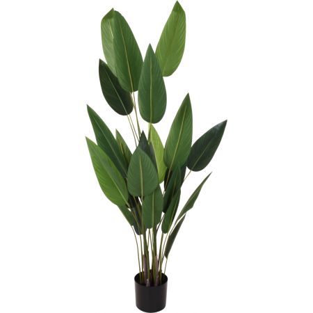 PLANT STRELITZIA IN POT 175CM