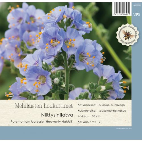 Polemonium boreale Heavenly Habbit