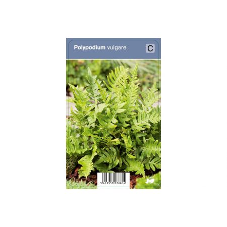 Polypodium vulgare P9