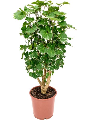Polyscias Balfouriana P17