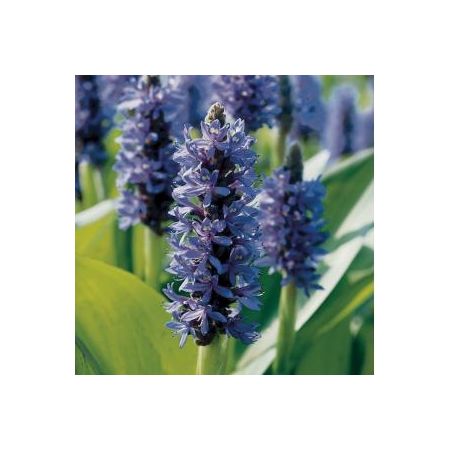 Pontederia cordata
