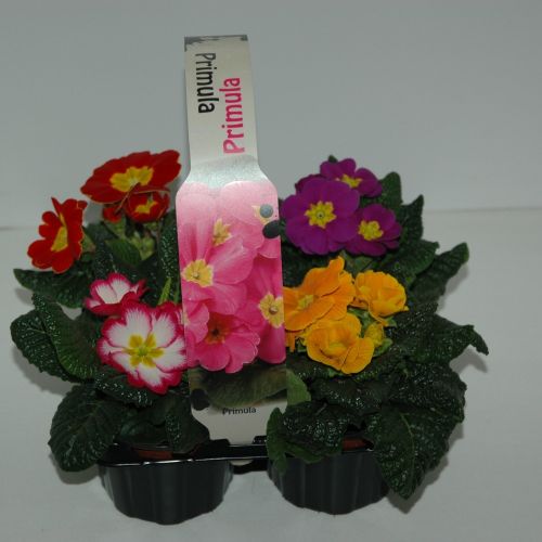Primula 4-pack gemengde kleuren