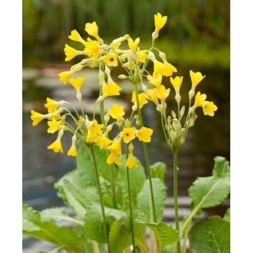 Primula florindae