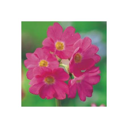 Primula rosea