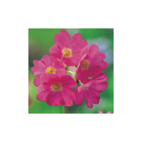 Primula rosea