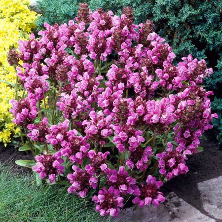 Prunella grandiflora Rubra p9