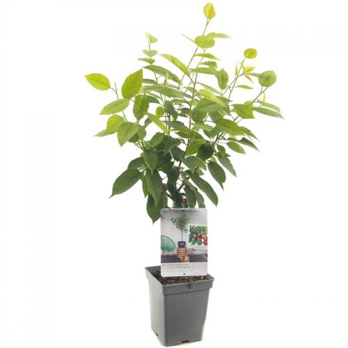 Prunus av. Dubb Meikers vp5