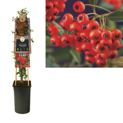 Pyracantha c. 'Red Column'