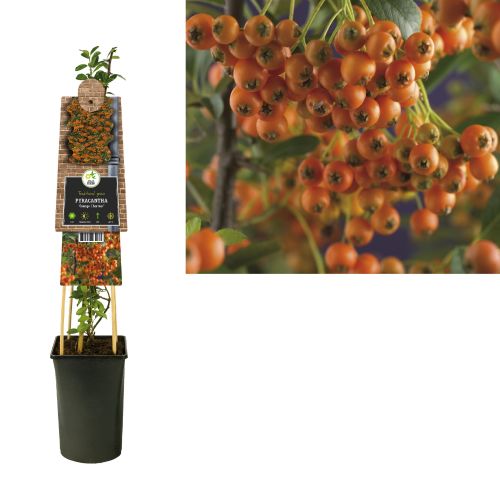 Pyracantha 'Orange Charmer'