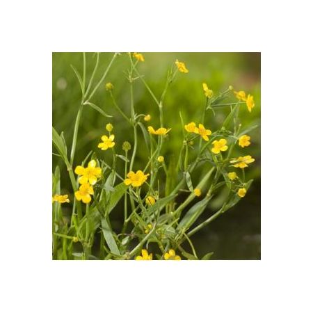 Ranunculus flammula