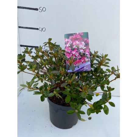 Rhododendron (AZ) 'Izum-no-mai'