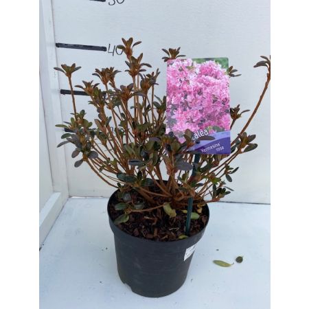 Rhododendron (AZ) 'Kermesina ro/w'