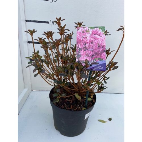 Rhododendron (AZ) 'Kermesina ro/w'