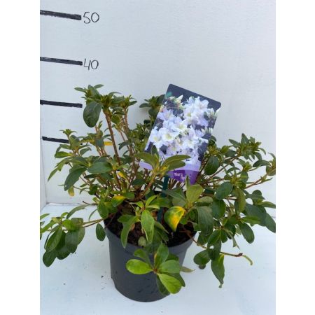 Rhododendron (AZ) 'Mary Helen'