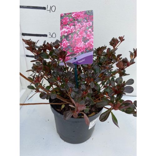Rhododendron rokoko P19