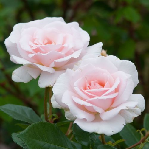 Rosa 'A Whiter Shade of Pale'®
