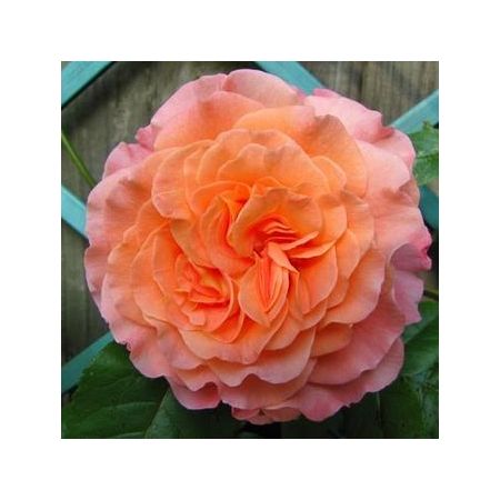 Rosa 'Augusta Luise'®