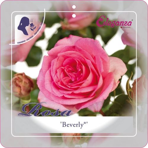 Rosa 'Beverly'®