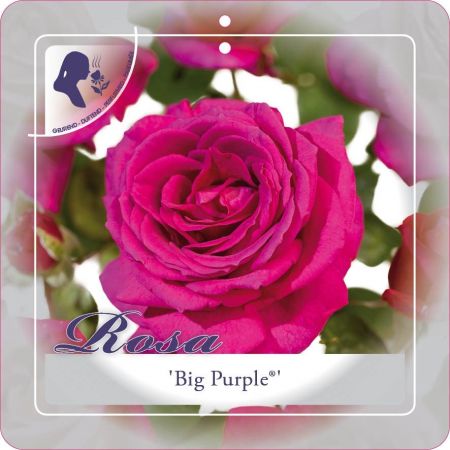 Rosa 'Big Purple'®