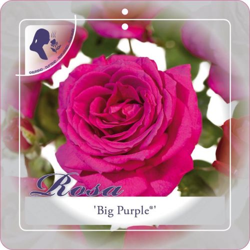 Rosa 'Big Purple'®