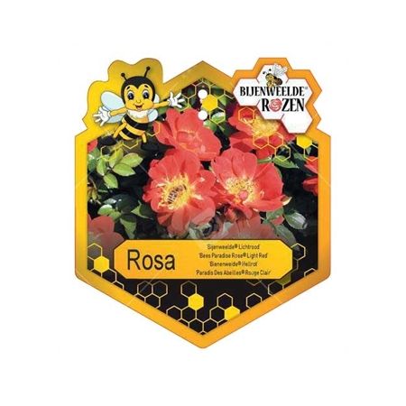 Rosa 'Bijenweelde'® Light Red