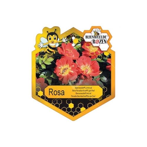 Rosa 'Bijenweelde'® Light Red