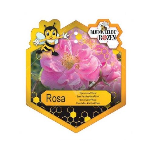 Rosa 'Bijenweelde'® Pink