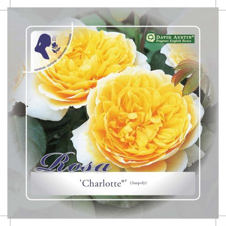 Rosa 'Charlotte'(TM)