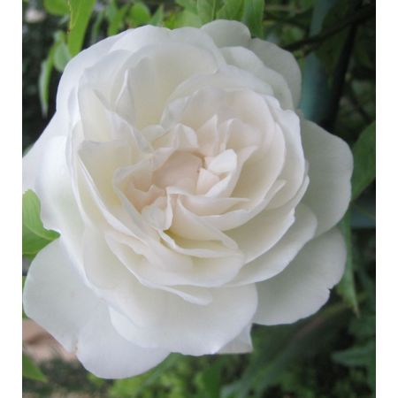 Rosa 'Climbing Iceberg'®