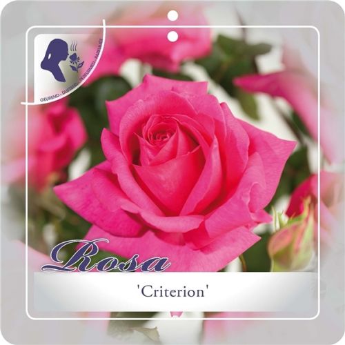 Rosa 'Criterion'