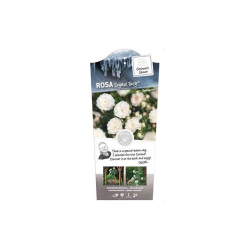 Rosa 'Crystal Fairy'®